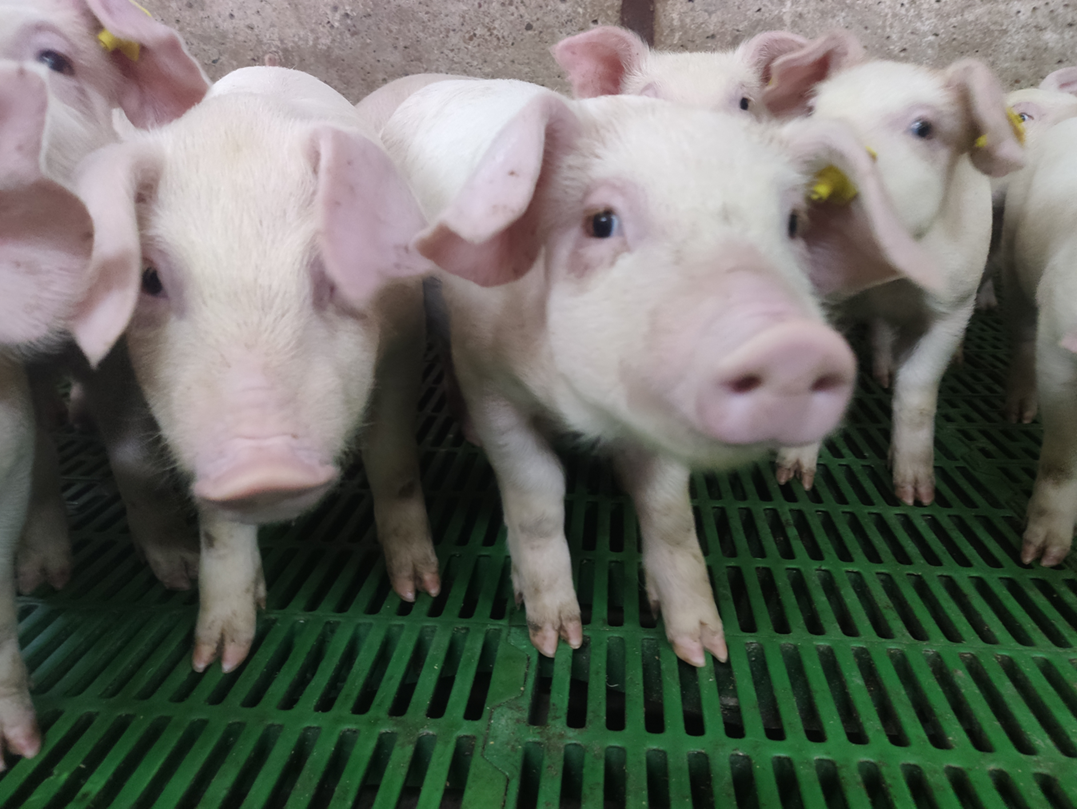 La Ley de Bienestar Animal sigue adelante - Augan